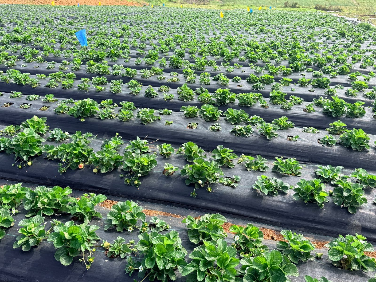 Strawberry Farm Rows
