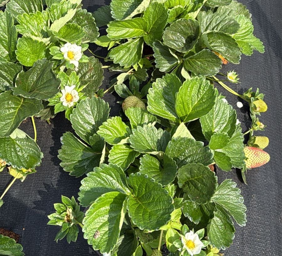Strawberry Plant